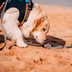 Pet Peg 2.0 picchetto a vite Peggy Peg