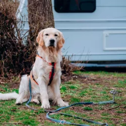 Pet Peg 2.0 picchetto a vite Peggy Peg