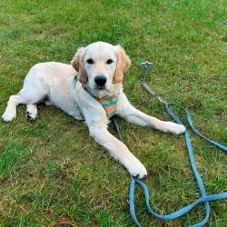 Pet Peg 2.0 picchetto a vite Peggy Peg